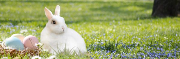Easter is often associated with eggs, bunnies, flowers, and springtime. Photo courtesy of Pixabay. 